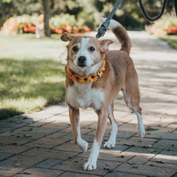 Sunflower flower crown🌻 - Picture 2 of 2